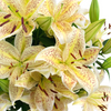 Tiger Moon Lilies